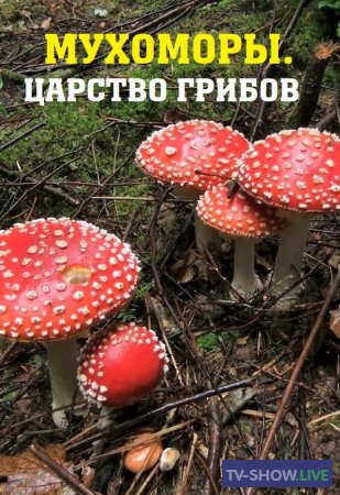 Мухоморы. Царство грибов (2020)