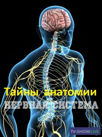 Тайны анатомии. Нервная система (2019)