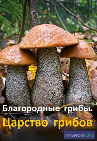 Благородные грибы. Царство грибов (2020)