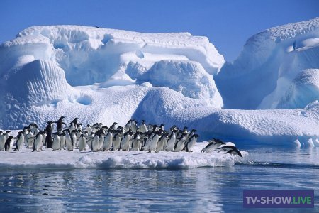 Антарктида. Опасное путешествие на шестой континент (11-01-2021)