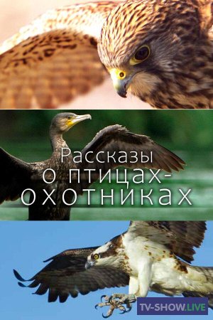 Рассказы о птицах-охотниках (2011)