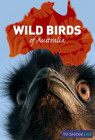 Дикие птицы Австралии (2016)