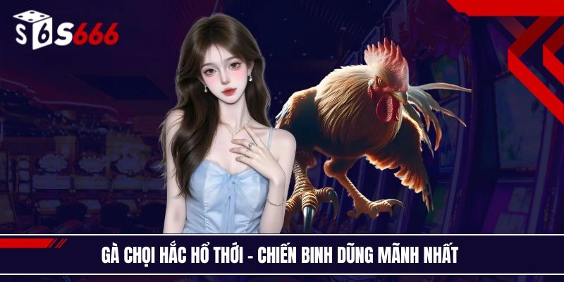 Gà chọi hắc hổ thới - Chiến binh dũng mãnh nhất
